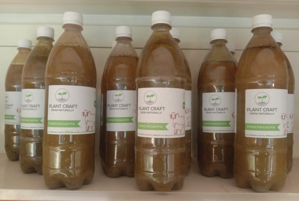 Panchagavya - 1 lt - Image 2